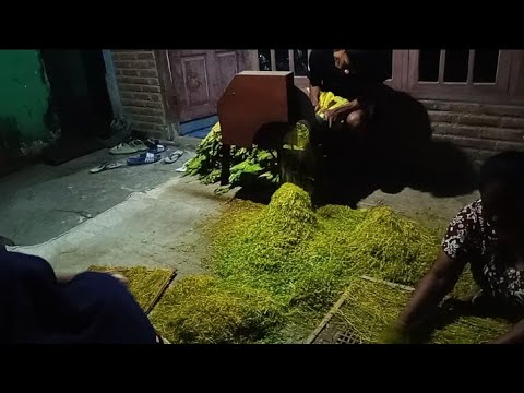 TUTORIAL CARA MEMOTONG DAUN BAKAU | CARA MEMOTONG DAUN ROKOK - YouTube