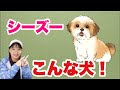 シーズーってこんな犬！　ドッグトレーナーが独断と偏見も交えて解説します【犬種解説】