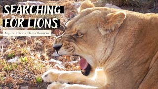 Lions & Hippos at Aquila Private Game Reserve | South Africa