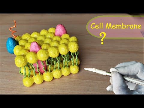 How to make Cell Membrane Model | DIY Project