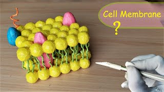 How to make Cell Membrane Model | DIY Project