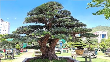 Vài TP Tùng La Hán của nhà vườn Toàn Nguyễn, HSVC tỉnh Bình Định.