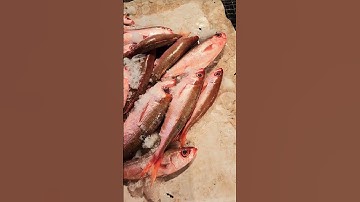 Thi ố lè vlog// cá rựa, cá bánh lái siêu ngon// Cảng Biển Quy Nhơn// cá ngon hằng ngày