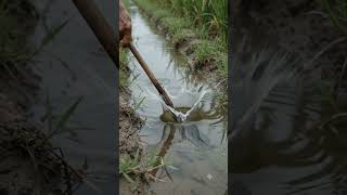 Footsteps in shallow mud or paddy water ASMR | Real Fishing at Narrow Paddy Irrigation Trench