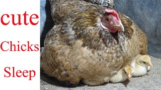 My new Baby chicks fall asleep with Mother Hen
