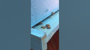 سورة النحل بصوت القارئ ياسر الدوسري وأوحى ربك الى النحل