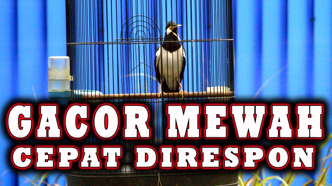 JALAK SUREN GACOR DIPANCING PAKE MASTERAN JALAK SUREN DASIYAT   #jalaksuren