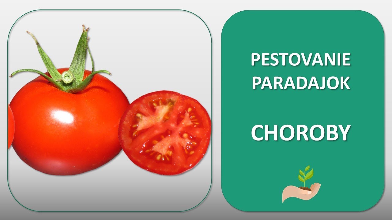 Choroby paradajok