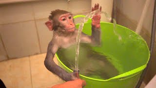 baby monkey bathe and have fun!  monkey coco