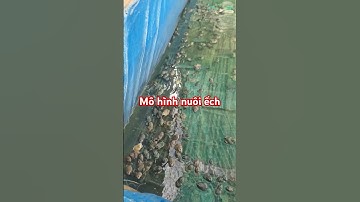 Kỹ thuật Nuôi ếch đạt hiệu quả cao #mientay