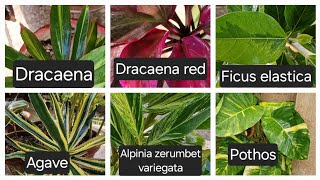 Dracaena| Dracaena red| Ficus elastica| Agave|Alpinia zerumbet variegata| Pothos(Money plant)