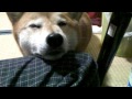 ジローは家族！　柴犬ジロー　Shiba Inu