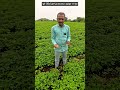 મગફળીની શ્રેષ્ઠ જાતો | Varieties of Peanuts