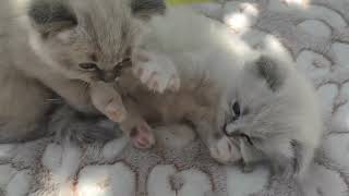 Barseluna kittens: Bluebells plays with Dandelion