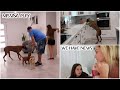 FOUND MISSING PUPPY / WE HAVE SOME NEWS ....!!!|VLOG#1179