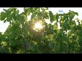 Жара во Франции: на виноградниках меняют график работ из-за высокой температуры воздуха