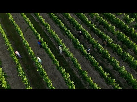 Жара во Франции: на виноградниках меняют график работ из-за высокой температуры воздуха
