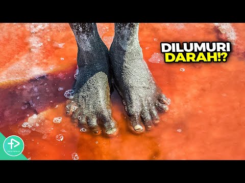 Video: Makhluk-makhluk Yang Paling Mematikan Di Dunia [INFOGRAPHIC] - Matador Network