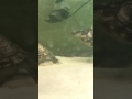 Male Turtles Asserting Dominance On Each Other