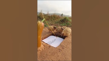 Creative DIY Quail Trap make Trump - Bird Trap #bird trap technique #shorts