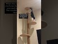 Anything for my baby #tuxedocat