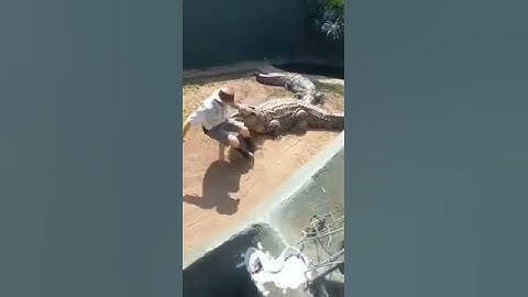 Crocodile Handling Gone Wrong 🐊 👀 🤕
