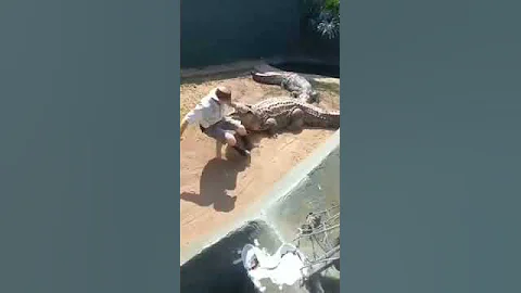 Crocodile Handling Gone Wrong 🐊 👀 🤕