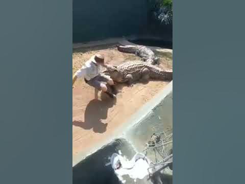 Crocodile Handling Gone Wrong ð ð ð¤ Crocodile Handling Gone Wrong ð ð ð¤
