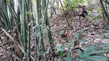 dib qaib qus hav xyhoob