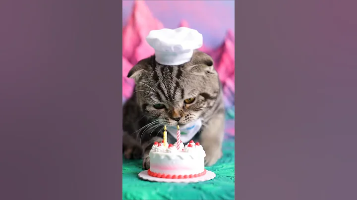 Video 11432641: british shorthair cat animals, british shorthair cute cat, british shorthair red, catlover british, royal kitty