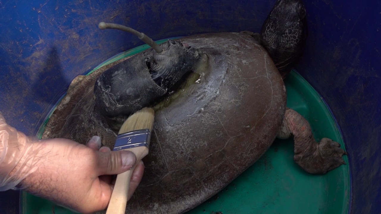 ZGAP Clip Awards 2017: Batagur-Flussschildkröte (Bangladesch)