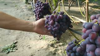 Характеристика виноградника в Західній частині України