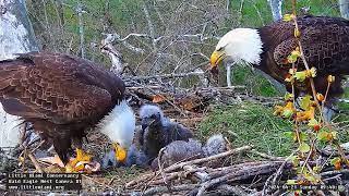 Little Miami Conservancy Bald Eagle 21.04.2024 09:32