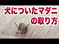 犬についたマダニを『あるもの』を使って安全に取る方法【獣医師解説】