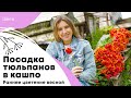 Посадка тюльпанов в кашпо | Раннее цветение весной