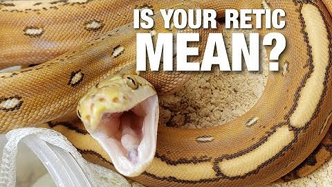 Defensive Behavior in Reticulated Pythons || SLITHER INC