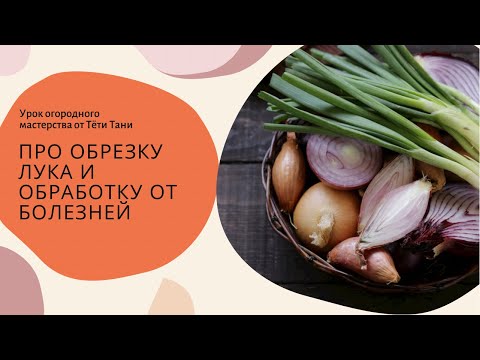 505. Ещё раз перед посадкой про обрезку лука и обработку от болезней и личинок внутри  него ...
