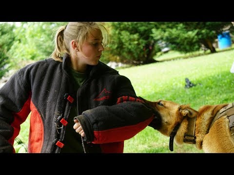 highland-canine-training-review-school-for-dog-trainers
