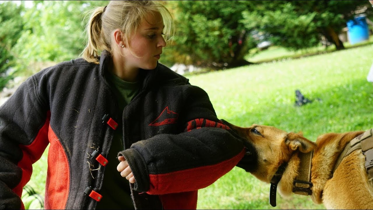 highland k9 school for dog trainers