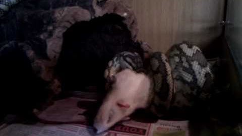 6ft Carpet Python strike feeding