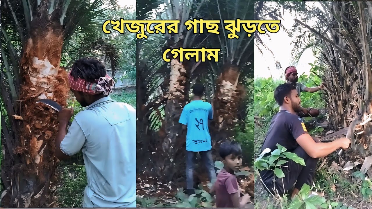 শীতের আগেই খেজুরের রসের জন্য গাছ খুজতে বের হলাম ।