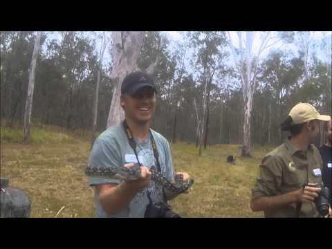 Camp Chili coastal carpet python