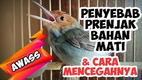 CARA MERAWAT BURUNG PRENJAK BAHAN OMBYOKAN AGAR TIDAK MATI
