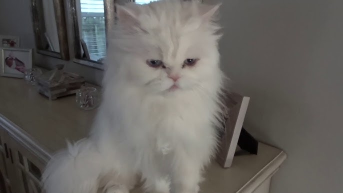 Meow Moe on X: Angry Persian Cat Meowing  #Cats #Cat #Kittens