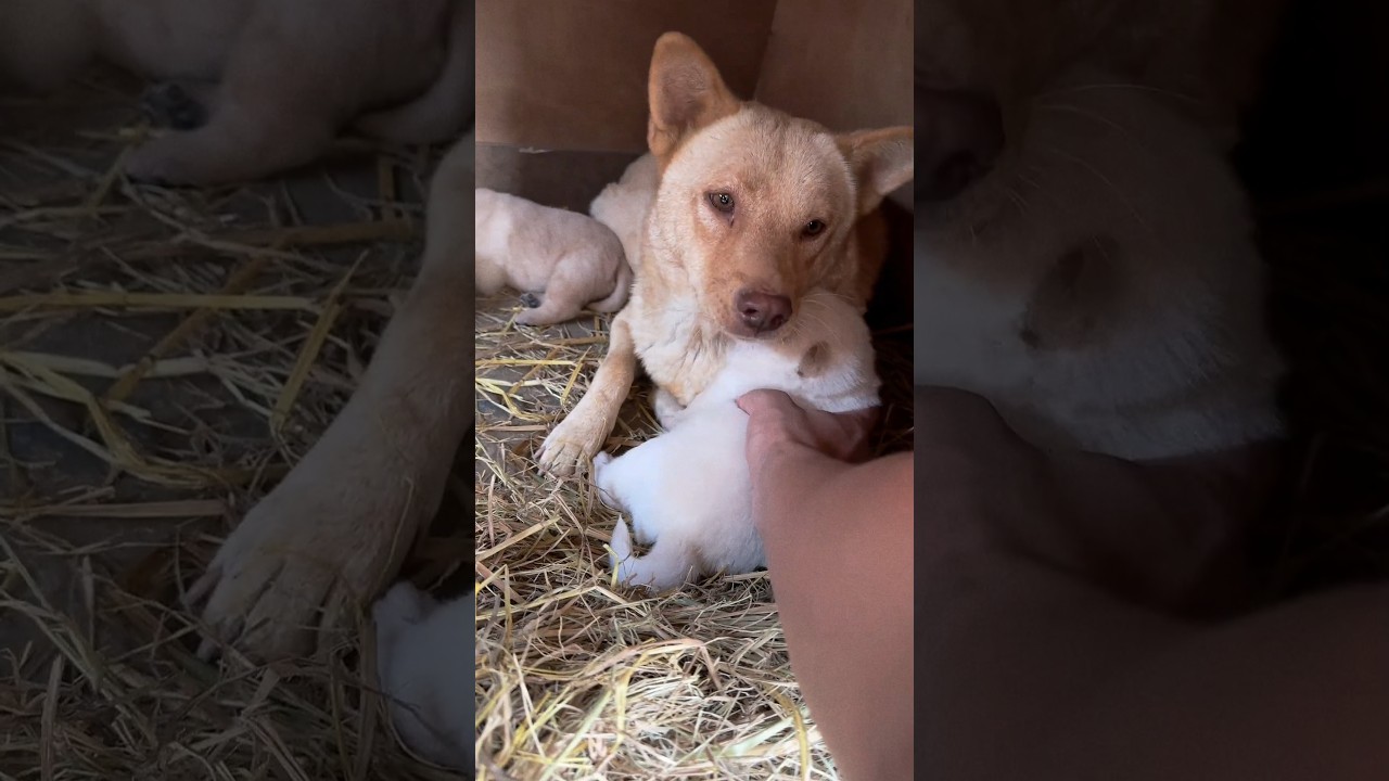 itna cute moment kabhi nahi dekha hoga 🥰🥰 