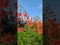 Pride of Barbados #nationalgeographic #bbcearth #animalplanet #discovery #wildlife