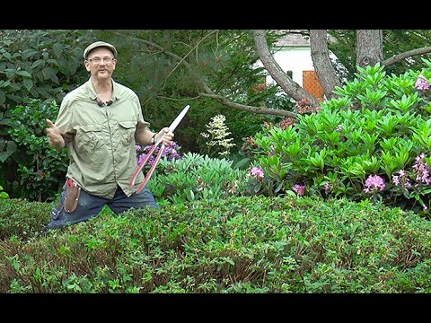 Vidéo: Élagage des azalées - Comment tailler les buissons d'azalées & Quand tailler les azalées