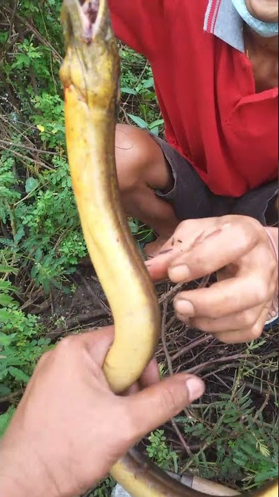 mancing belut monster baersama mang aep