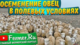 Дом чабана со всеми удобствами в Казахской степи|Загон для овец|Искусственное осеменение овец в юрте