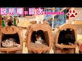 カリカリーナ　Zoo ライオンが届いた日　2021.5.22　みゃうの猫日記(説明欄に時間有) 【CatsLive:Miaou みゃう】